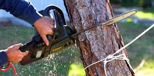 Best Tree Risk Assessment  in East Whittier, CA