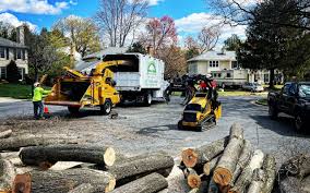 Best Tree Disease Treatment  in East Whittier, CA