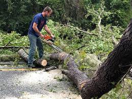 Best Commercial Tree Services  in East Whittier, CA