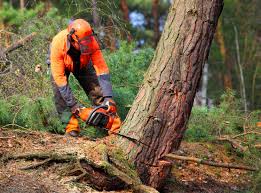 Best Arborist Consultation Services  in East Whittier, CA