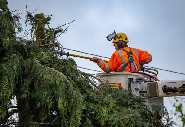 Best Tree and Shrub Care  in East Whittier, CA