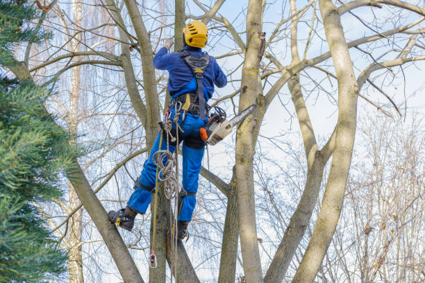 Best Palm Tree Trimming  in East Whittier, CA