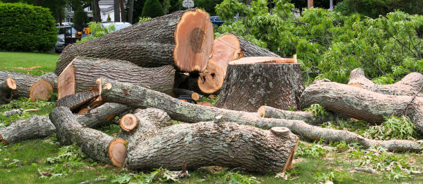Best Stump Grinding and Removal  in East Whittier, CA