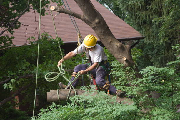 Best Root Management and Removal  in East Whittier, CA