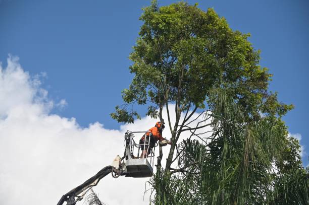 Best Tree Cabling and Bracing  in East Whittier, CA
