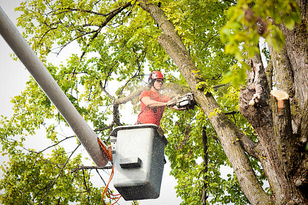 Leaf Removal in East Whittier, CA