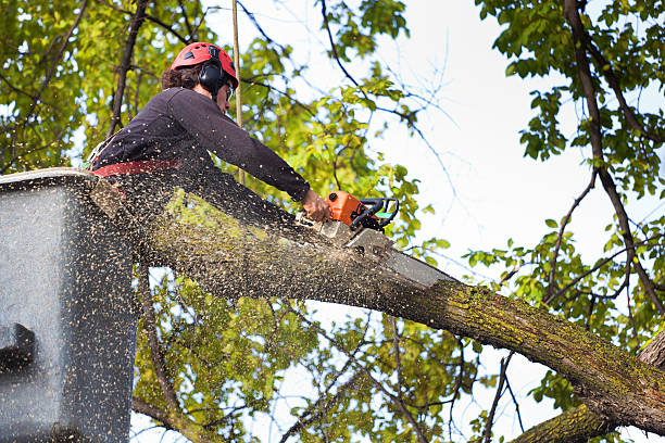 Best Tree Maintenance Programs  in East Whittier, CA
