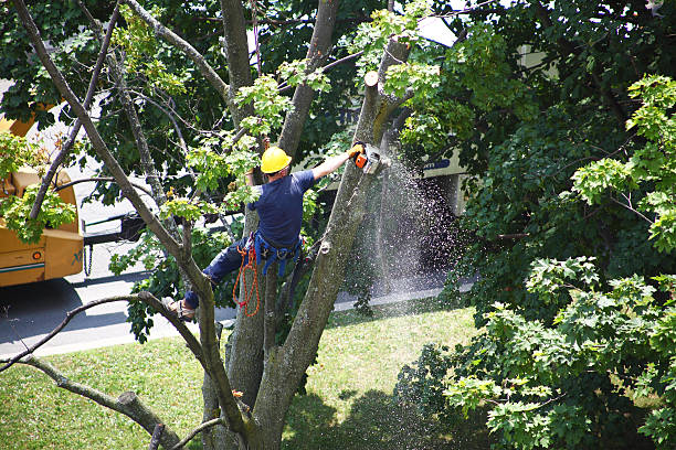 Best Tree Health Inspection  in East Whittier, CA